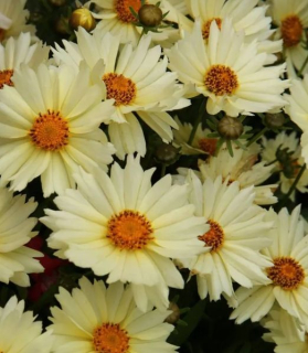 Coreopsis grandiflora 'UpTick Cream'